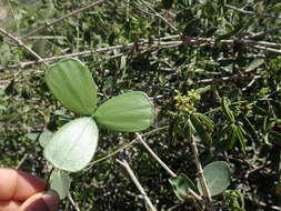 صورة Loeseneriella urceolus (Tulasne) N. Hallé