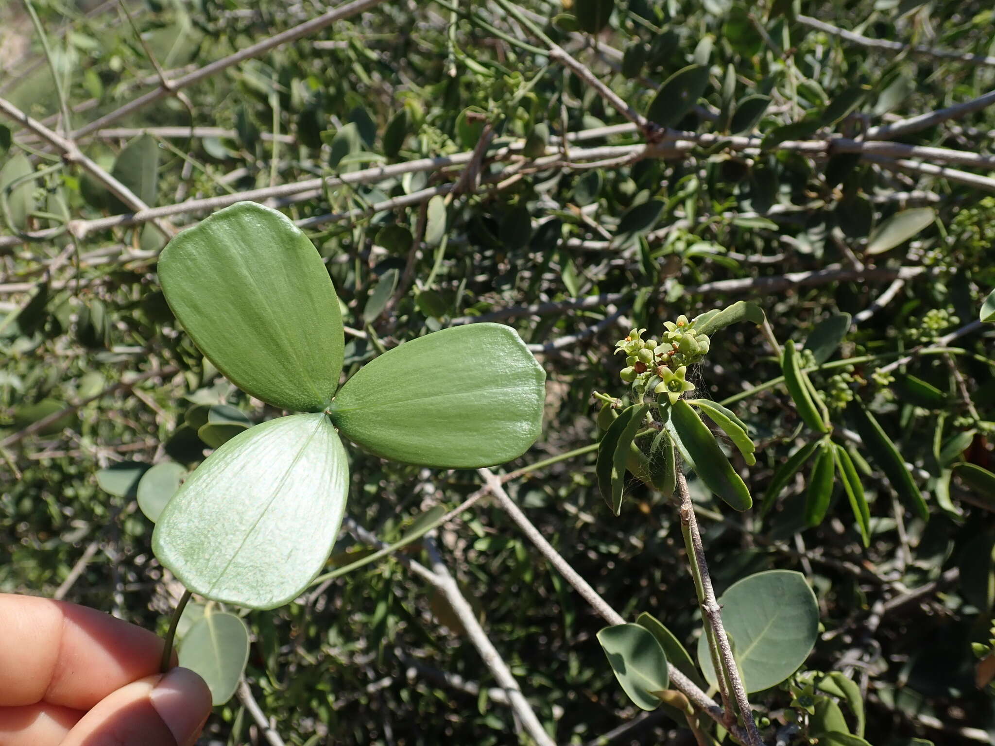 Loeseneriella urceolus (Tulasne) N. Hallé的圖片