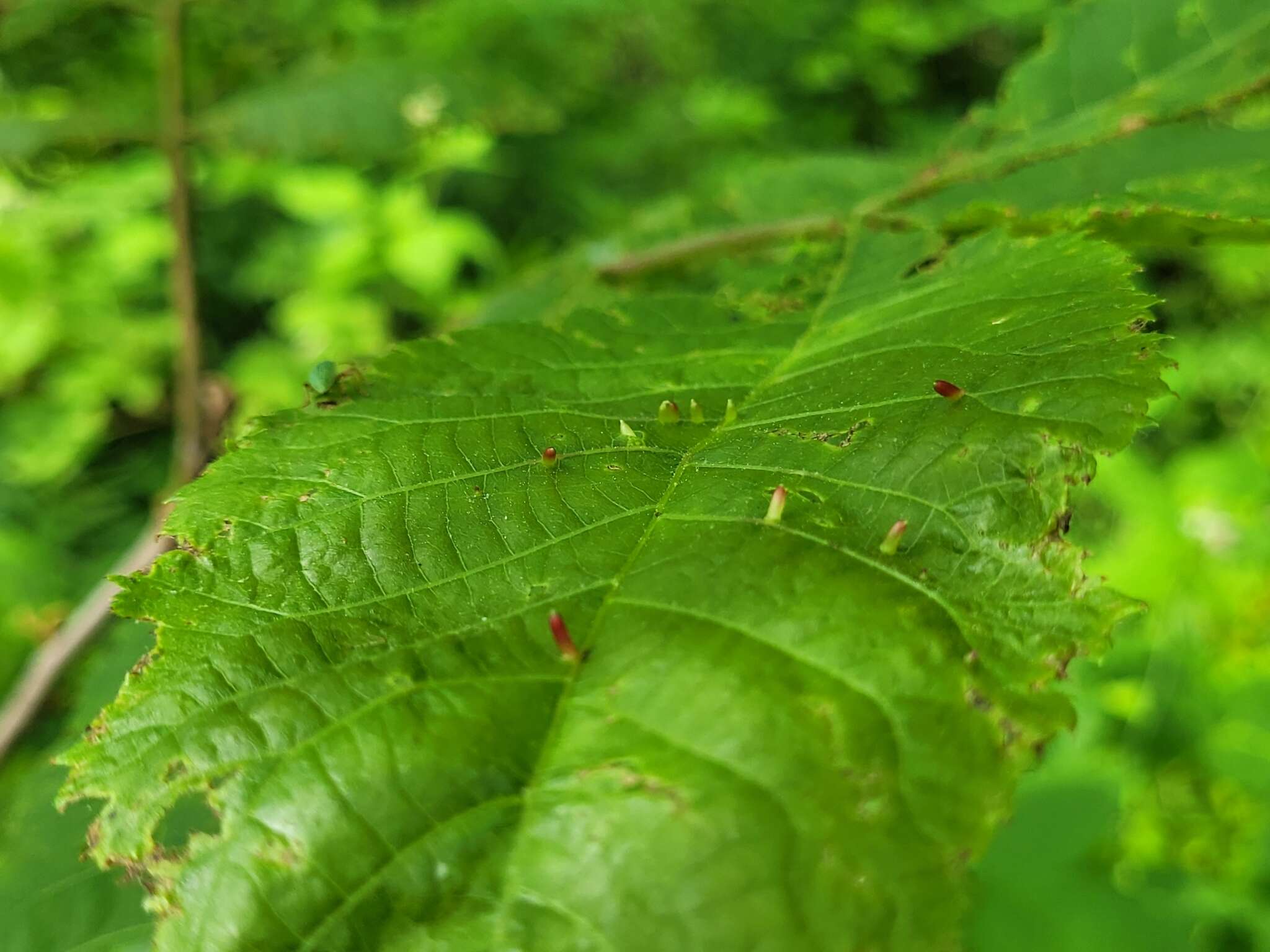 Image of Caryomyia striolata Gagne 2008