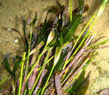 Image of Thalassodendron leptocaule Maria C. Duarte, Bandeira & Romeiras