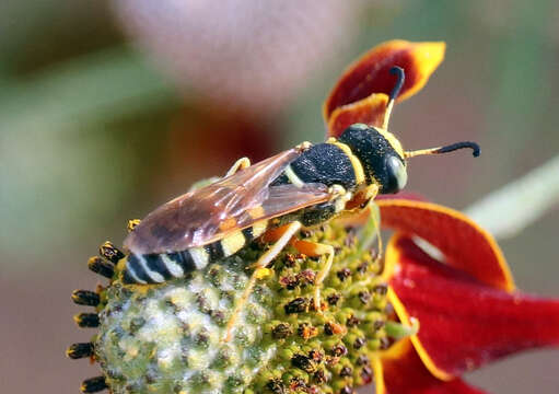 Philanthus ventilabris Fabricius 1798的圖片