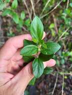 Image de Argythamnia candicans Sw.