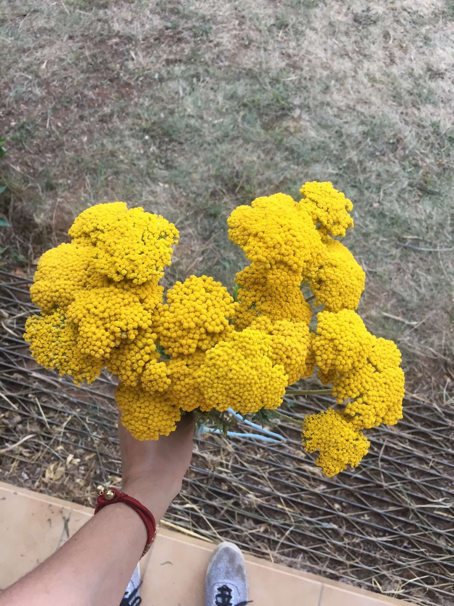 Imagem de Achillea filipendulina Lam.