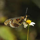 Image of Acraea goetzi Thurau 1903