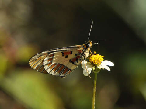 Image of Acraea goetzi Thurau 1903