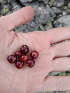 Image of Ribes altissimum Turcz. ex Pojark.