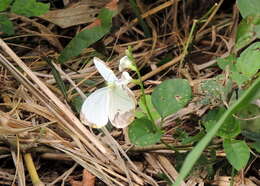 Image of Nepheronia pharis (Boisduval 1836)