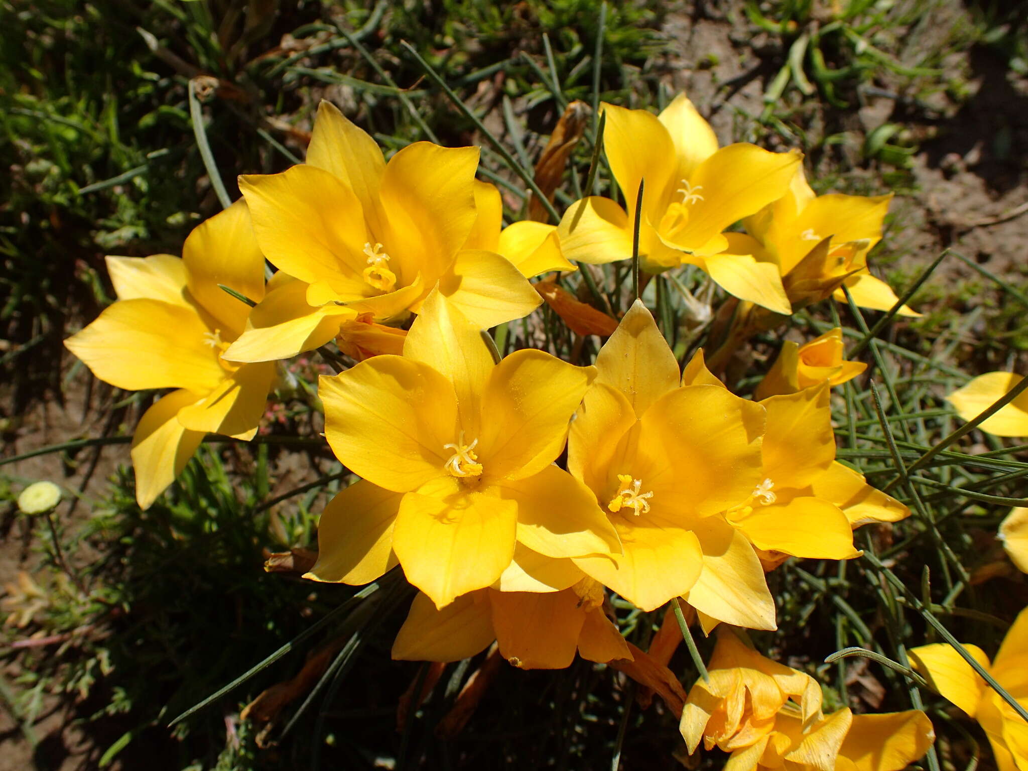 Romulea diversiformis M. P. de Vos的圖片