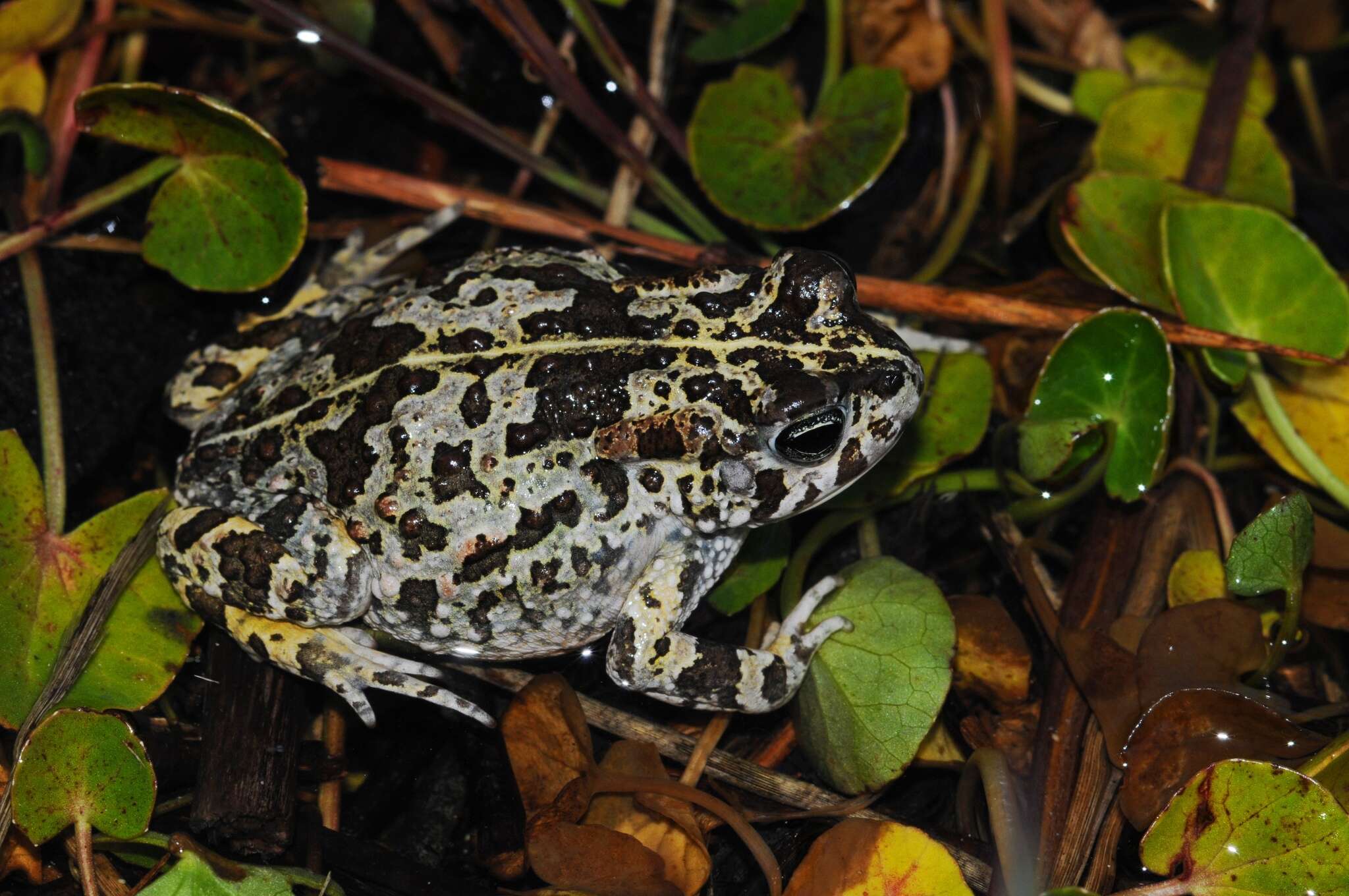 Image de Vandijkophrynus angusticeps (Smith 1848)