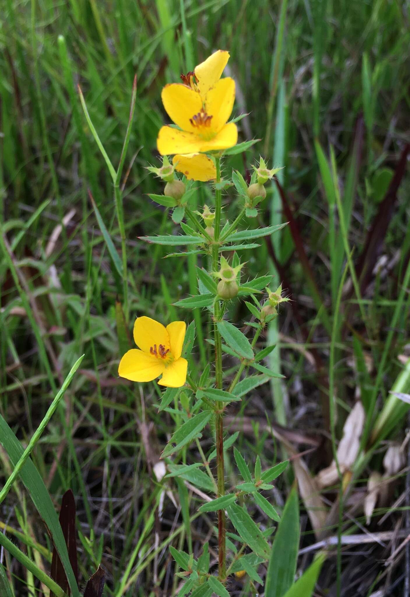 Imagem de Rhexia lutea Walt.