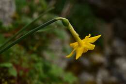 Narcissus cuatrecasasii Fern. Casas, M. Laínz & Ruíz Rejón resmi