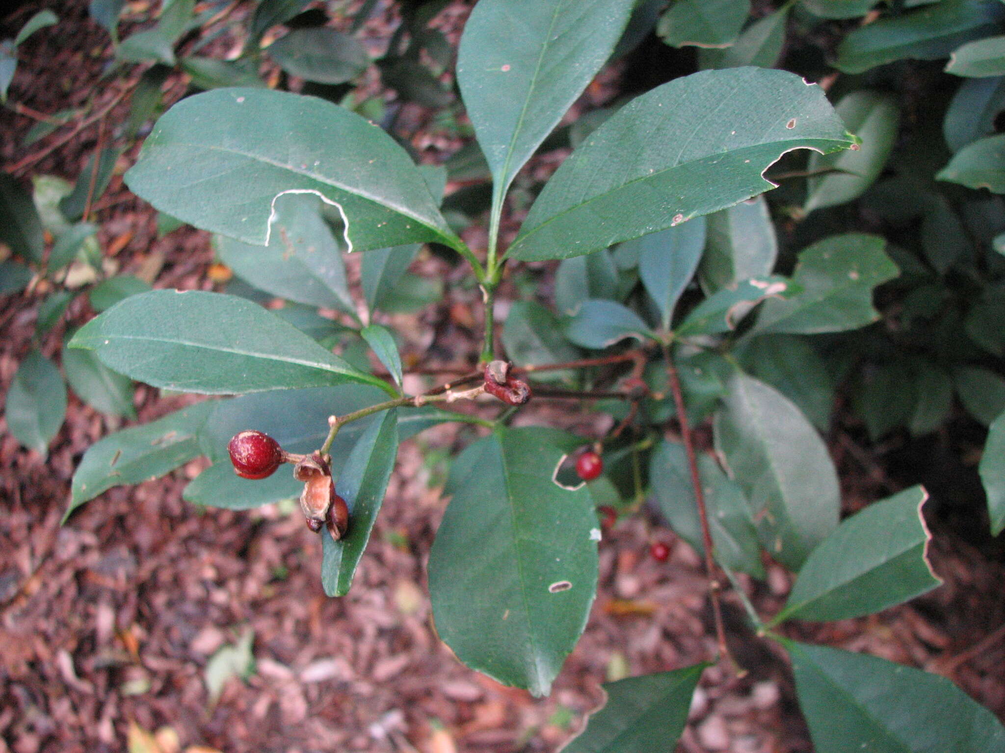 Image of Zanthoxylum ovalifolium Wight