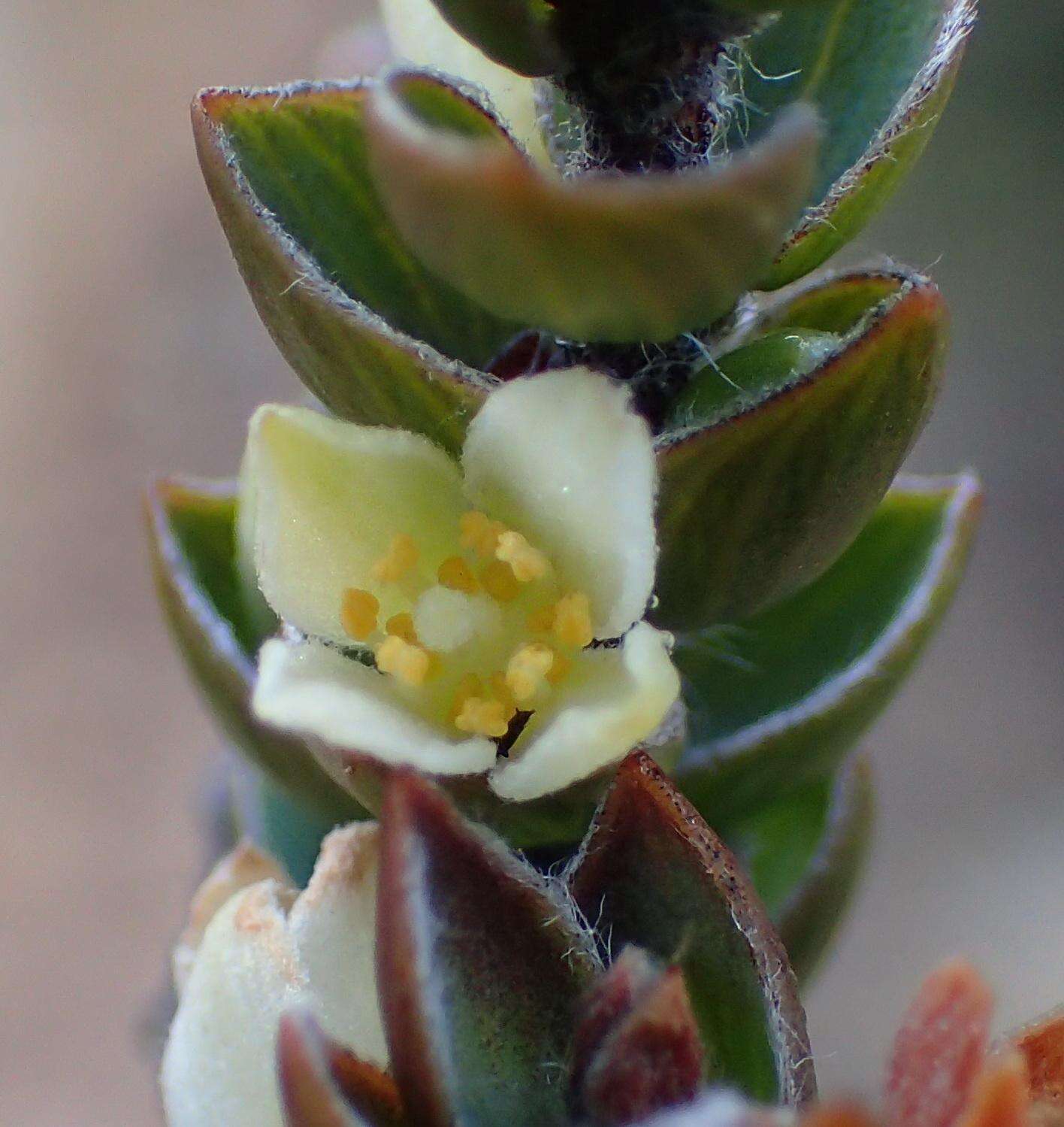 Image of Lachnaea ruscifolia Compton