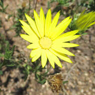 Image of Drummond's sleepydaisy