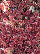 Sphagnum bartlettianum Warnstorf 1911的圖片