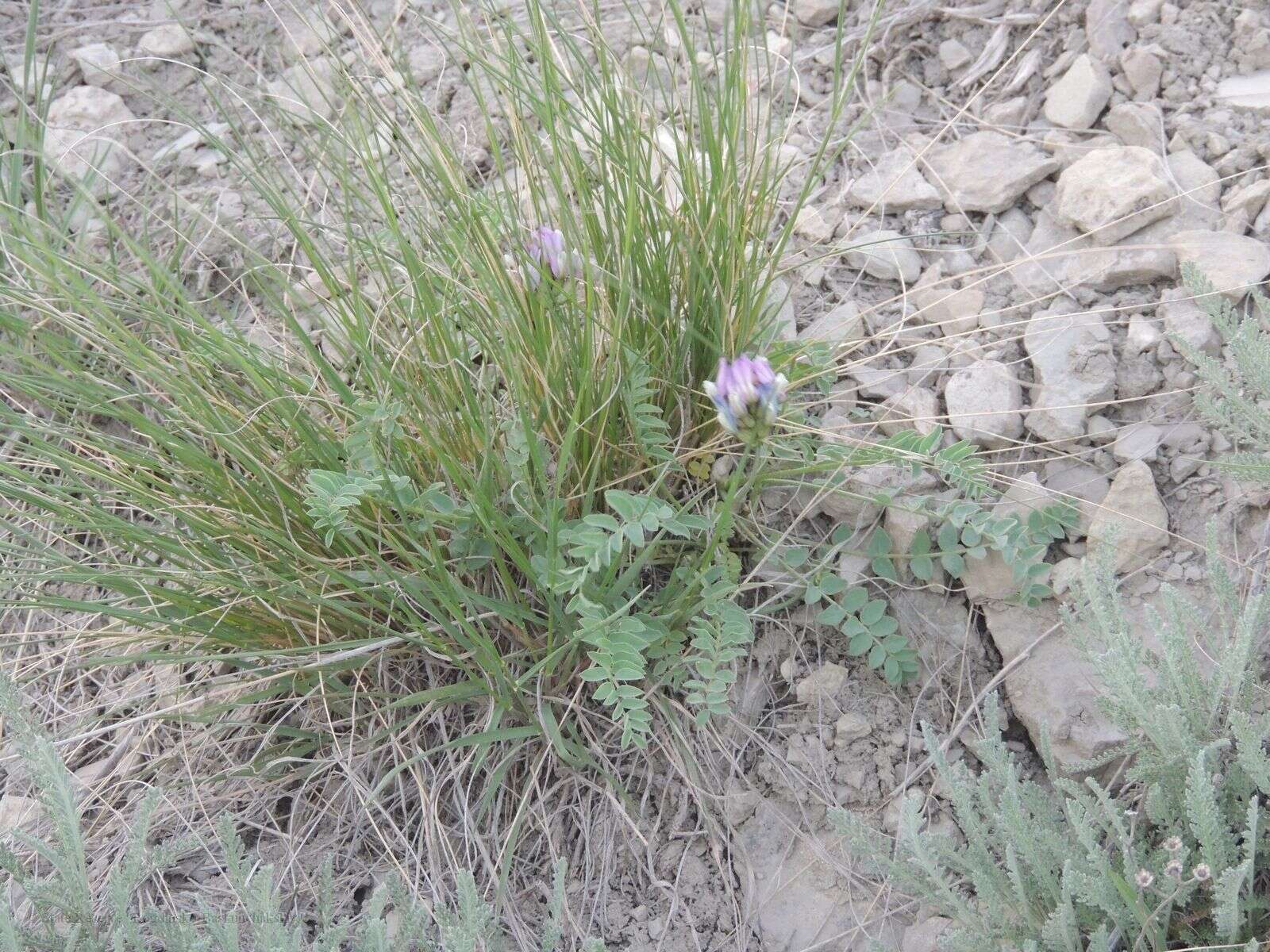 Imagem de Astragalus physodes L.