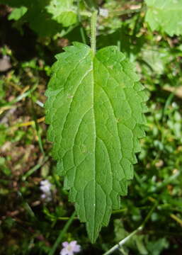 Слика од Stachys mexicana Benth.