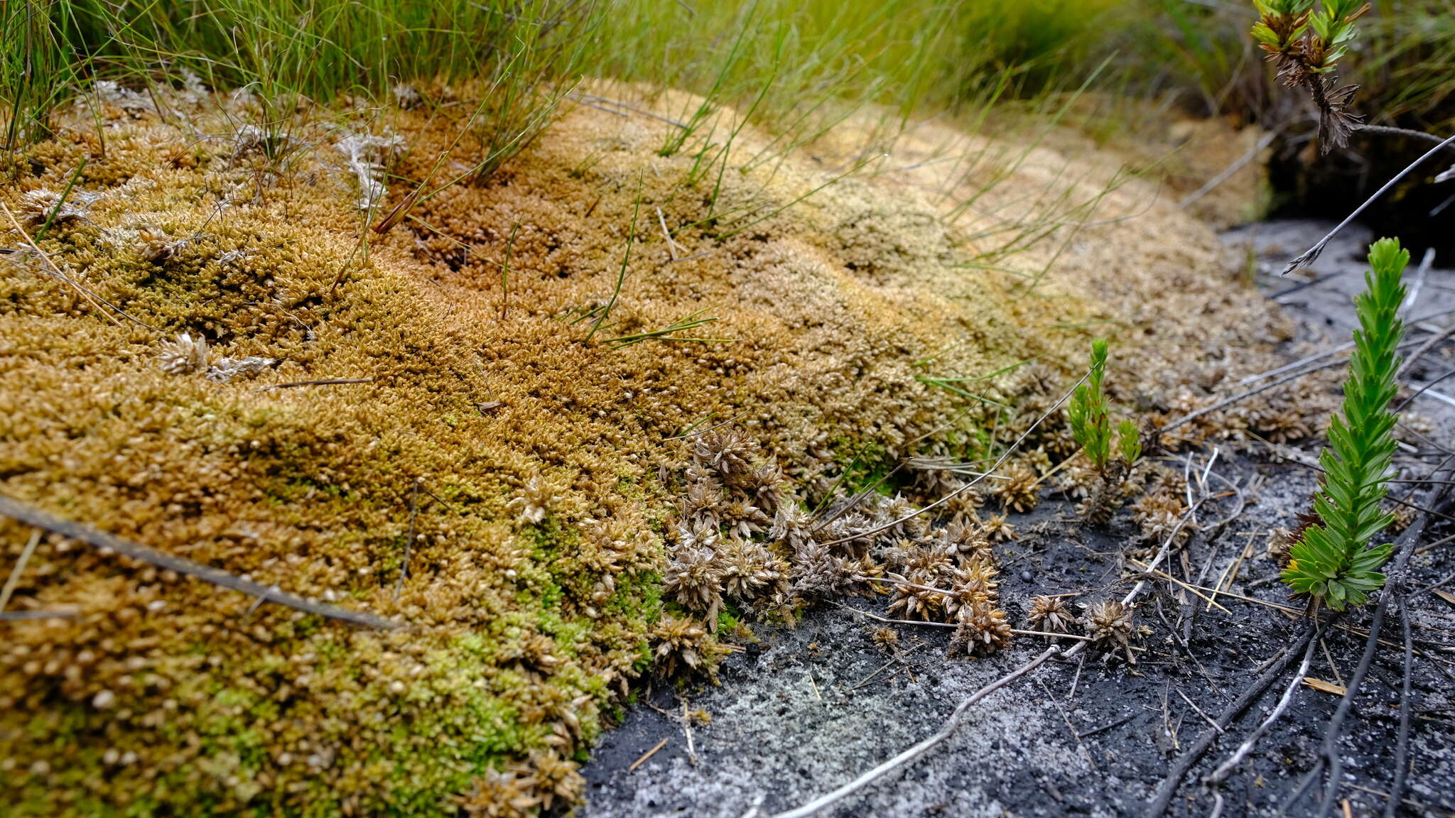 Image de Sphagnum perichaetiale Hampe ex C. Müller 1848