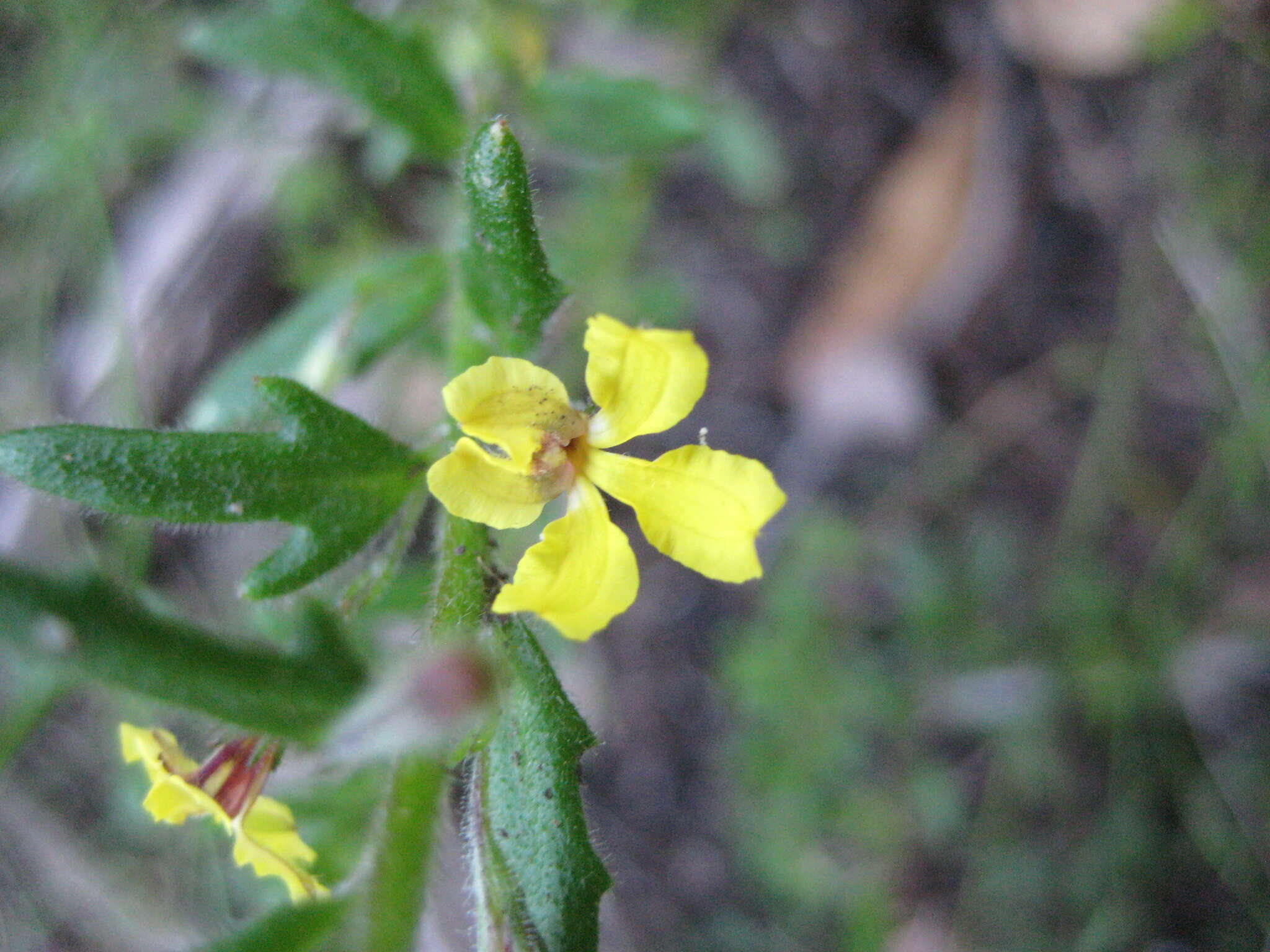 Image of Goodenia heterophylla Sm.