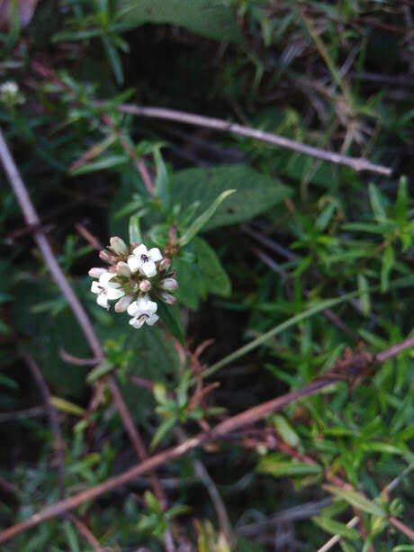 Image de Galianthe bogotensis (Willd.) E. L. Cabral & Bacigalupo