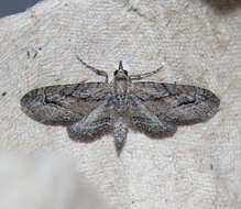 Image of Eupithecia placidata Taylor 1908