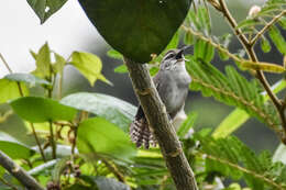 Image of Canebrake Wren