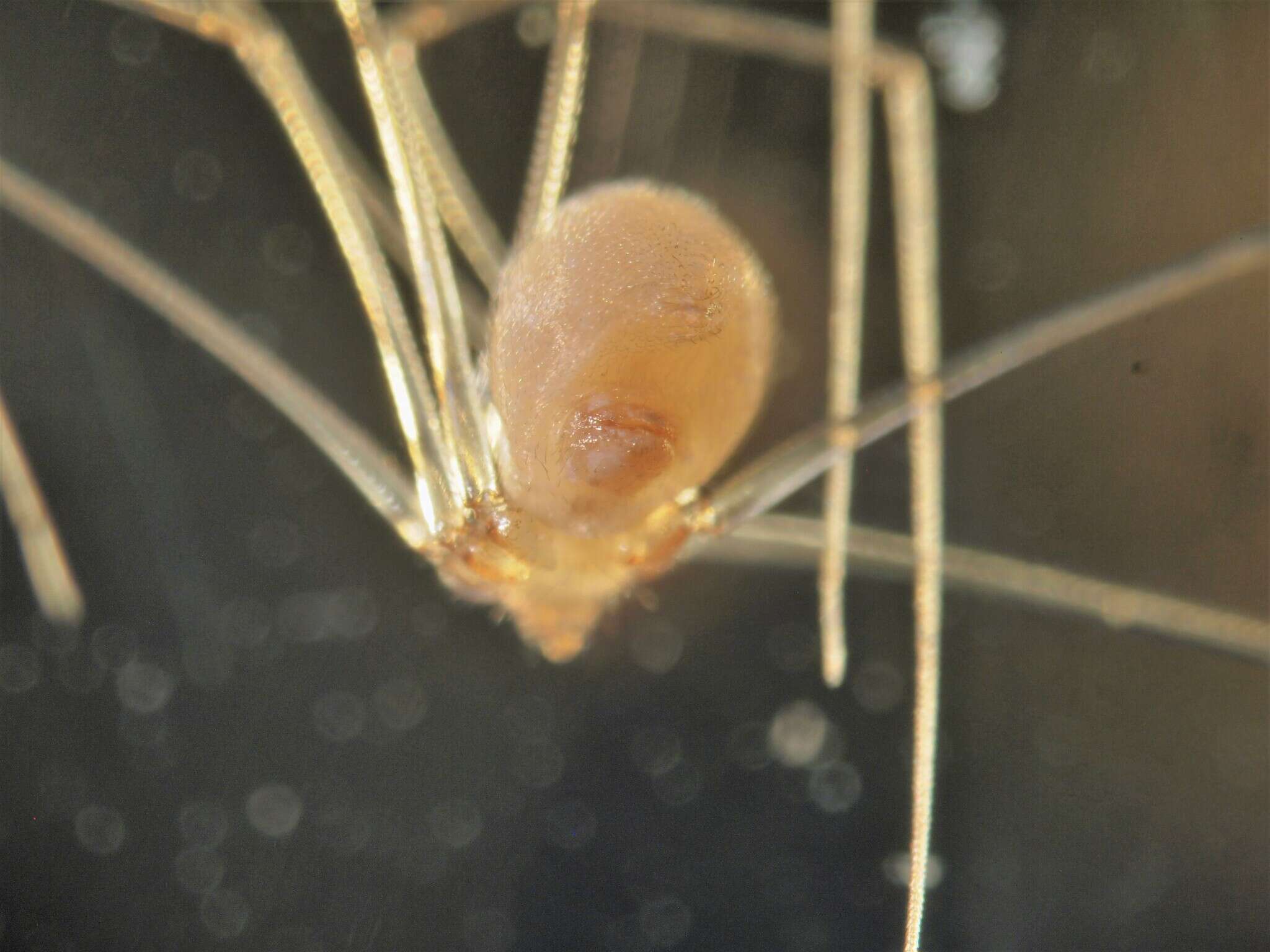 Image of Cellar spider