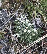 Imagem de Phlox hoodii subsp. muscoides (Nutt.) Wherry