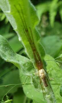 Plancia ëd Tetragnatha extensa (Linnaeus 1758)