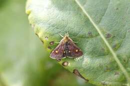 Image of Mint moth