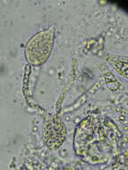 Image de Exidiopsis calcea (Pers.) K. Wells 1962