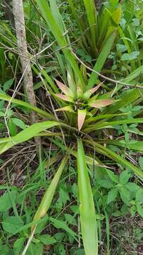 Image of Nidularium procerum Lindm.