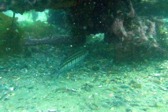 Image of Brazilian sandperch