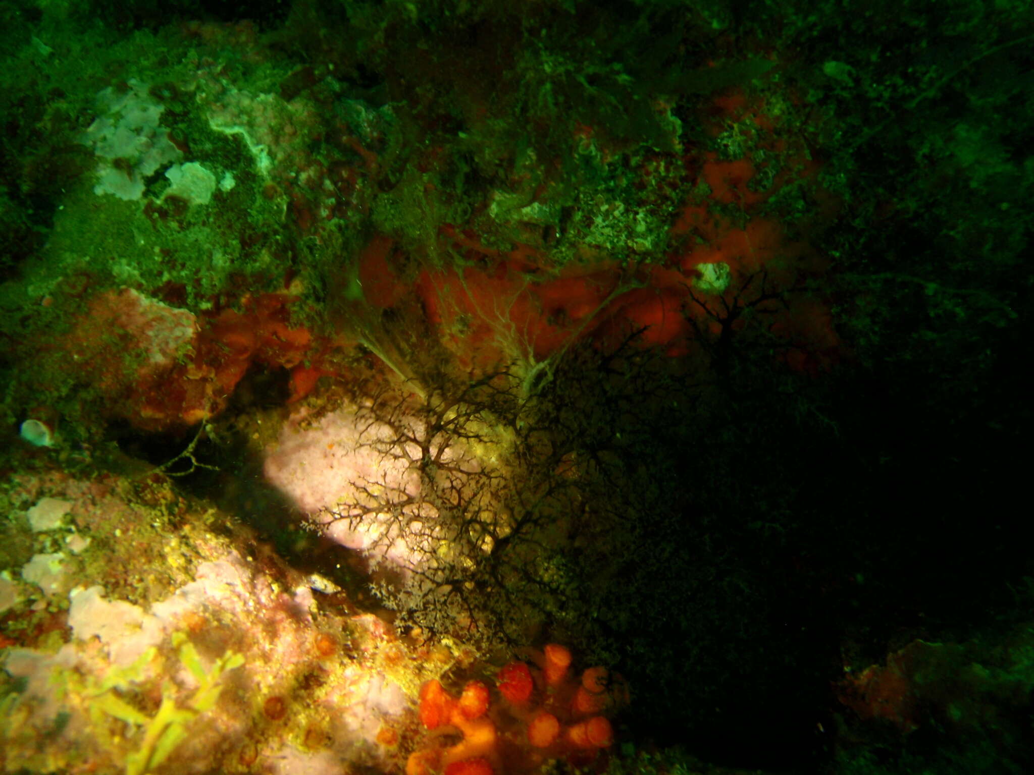 Image of sea gherkin