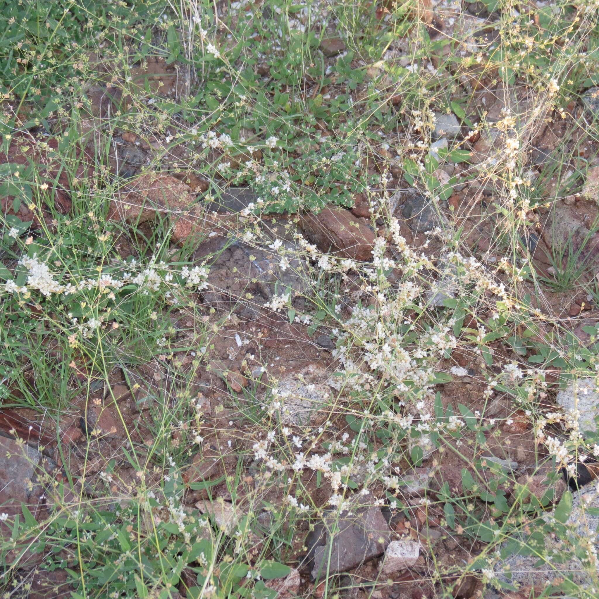 Imagem de Cuscuta tuberculata T. S. Brandegee