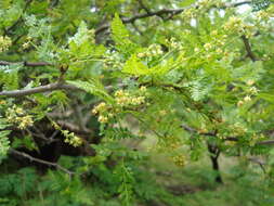 Image of Bursera bipinnata (Moc. & Sesse ex DC.) Engl.