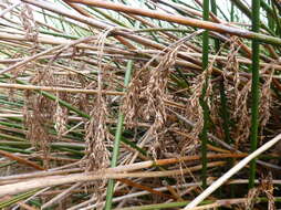 Image of Machaerina articulata (R. Br.) T. Koyama