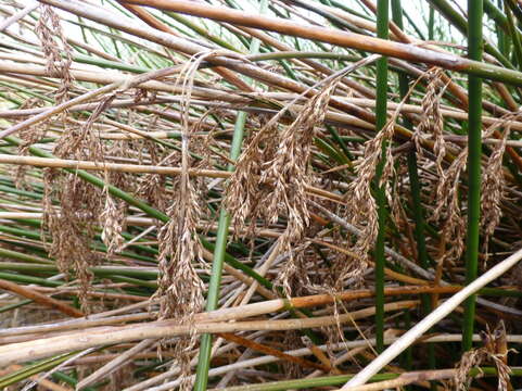 Imagem de Machaerina articulata (R. Br.) T. Koyama