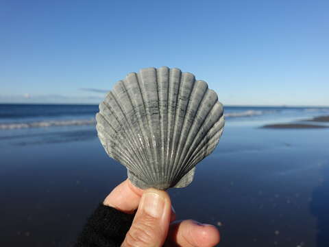 Image of New Zealand scallop