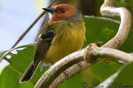 Image of Lulu's Tody-Flycatcher