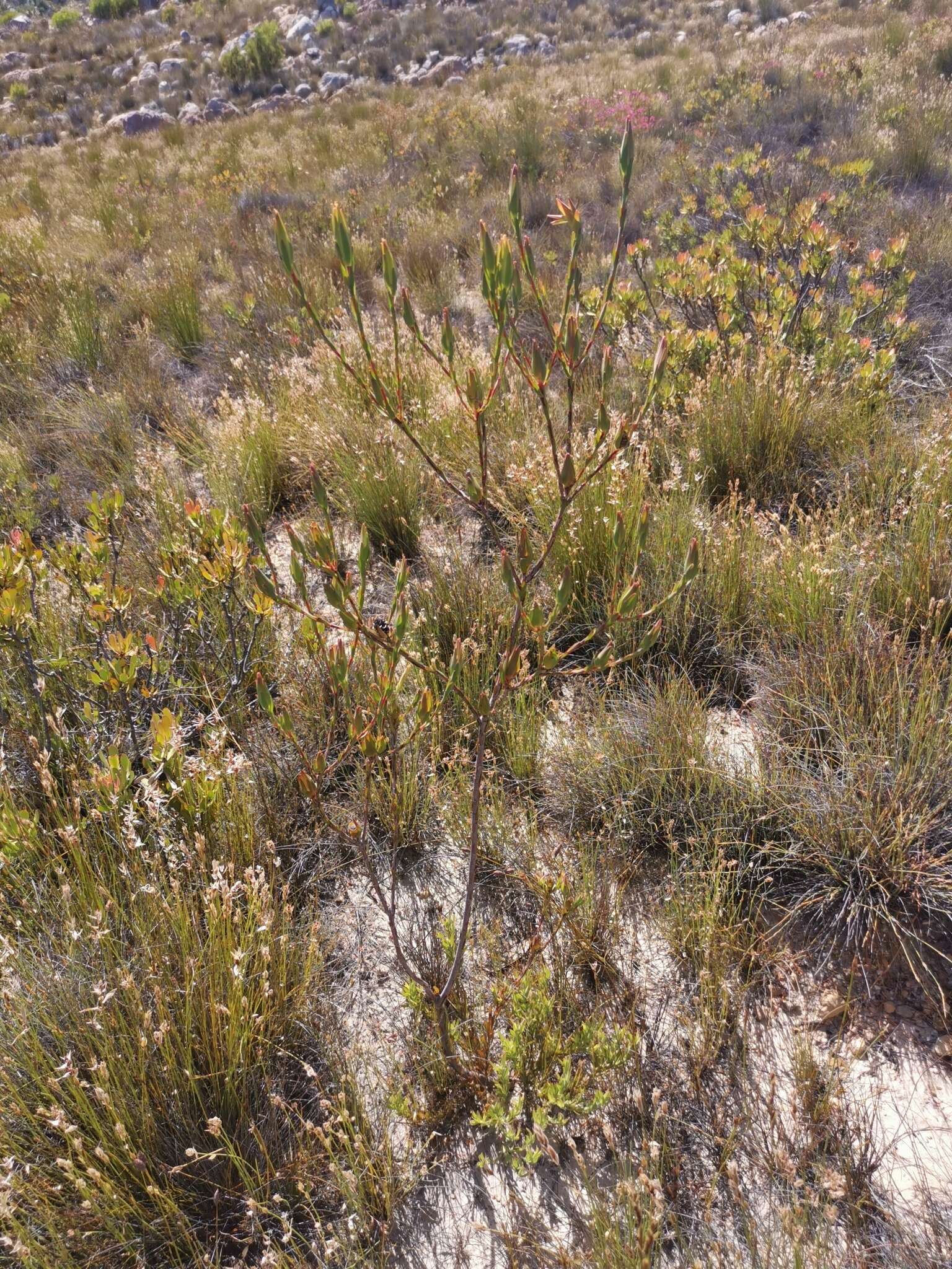 Image of Leucadendron diemontianum I. J. M. Williams