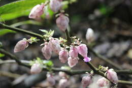 صورة Strobilanthes lupulina T. Anders.