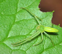 Image of Oxytate striatipes L. Koch 1878