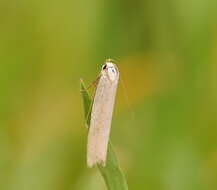 Image of Philobota latifissella Walker 1864