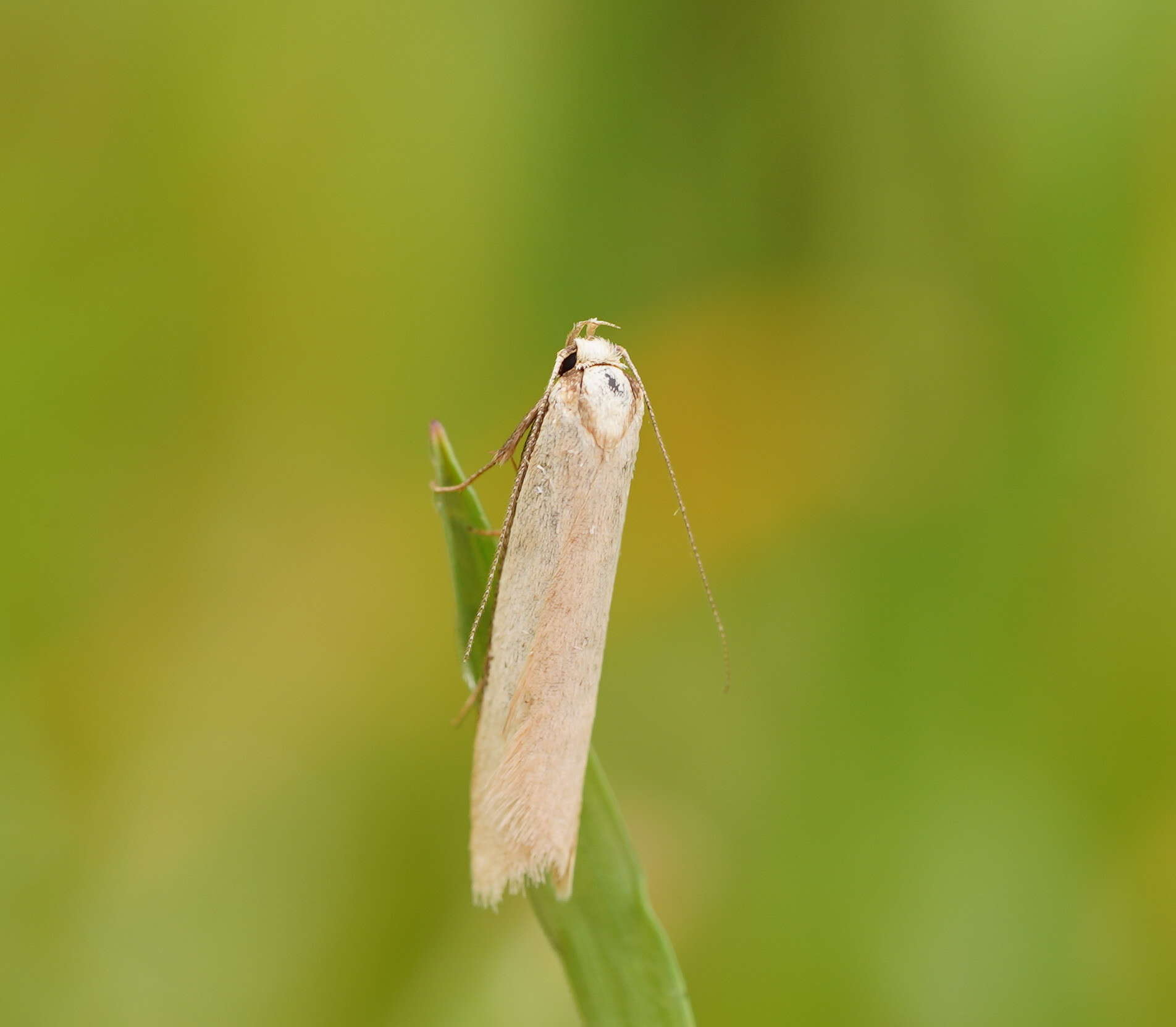 Image of Philobota latifissella Walker 1864