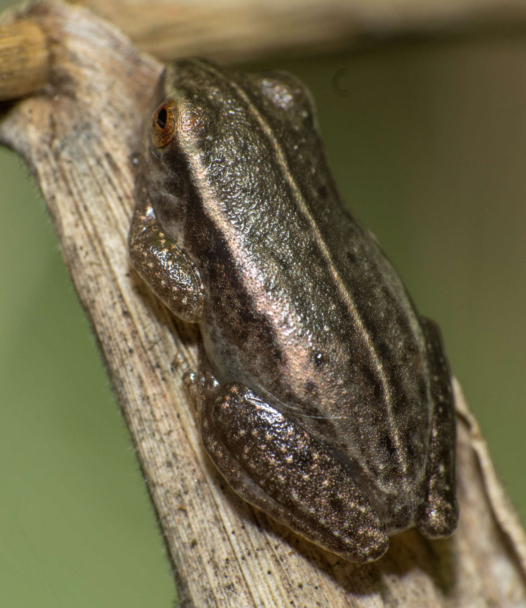 Imagem de Dendropsophus sanborni (Schmidt 1944)