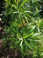 Image of Canary Spurge