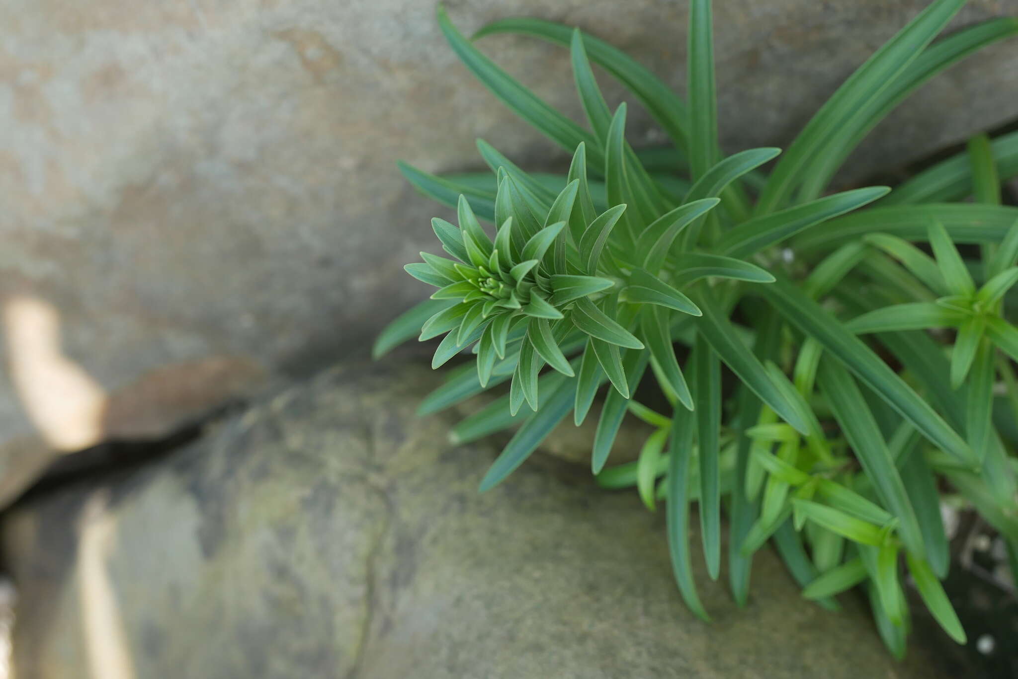 Image of Lilium longiflorum var. scabrum Masam.