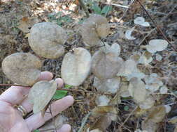 Imagem de Clematis carrizoensis D. Estes