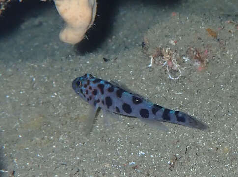 Image of Leopard-spotted Goby